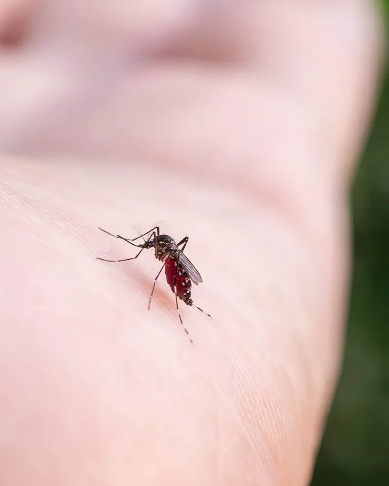 north dallas mosquito control