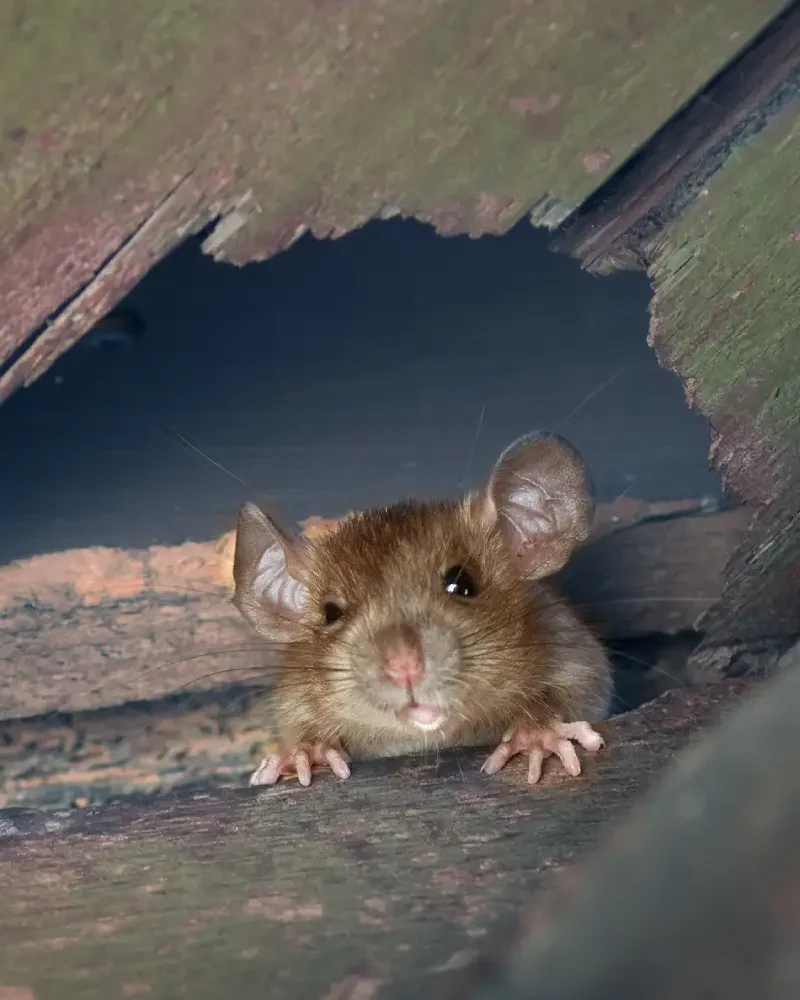 north dallas rodent cntrol