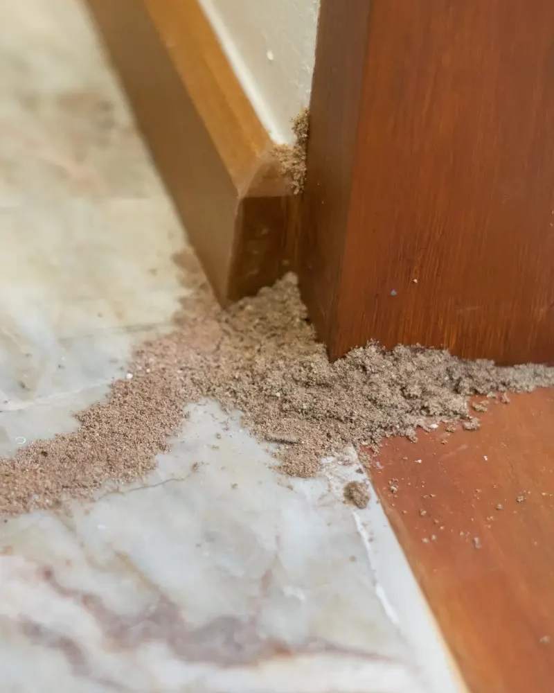 termites pest control dallas